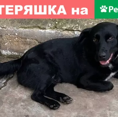 Пропал пёс Тепа в Заокском районе, Тульская область