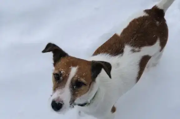 Пропала собака Джек Рассел терьер в Саранске, 10-й микрорайон