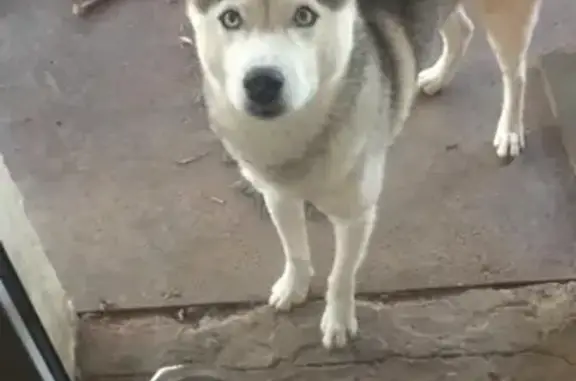 Пропала собака Хаски в Налоговой Волгодонске