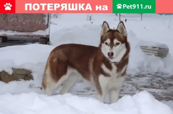 Пропали две суки породы Сибирские Хаски в Воронежской области