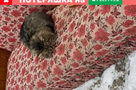 Найден пушистый кот в СНТ Курск, ищем хозяина.