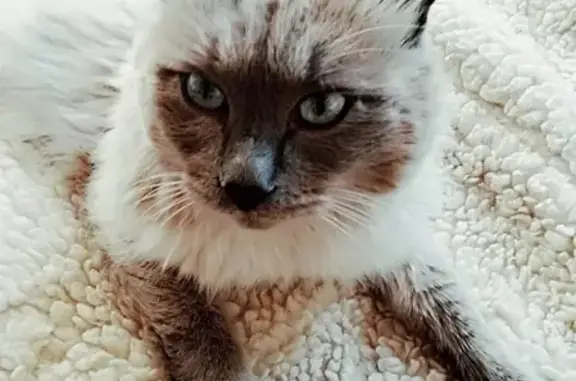 Кошки потеряшки, Чебаркуль, фото: Потеряшка кошка Снежка в Чебаркуле, вознаграждение.