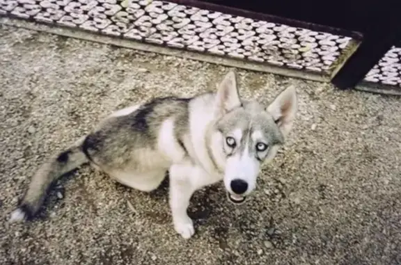Пропала собака в Курганинске, голубые глаза, клеймо msh1497, вознаграждение.