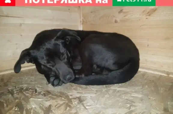 Найдена чёрная собачка в Сочи, нужна помощь!