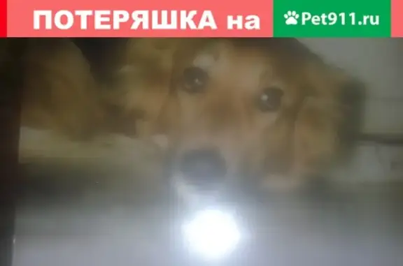 Пропала собака на проспекте Победы, Череповец.