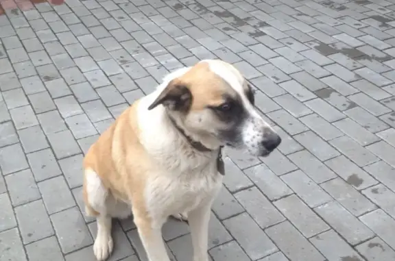 Собаки потеряшки, Нижний Новгород, фото: Потеряшка собака на ул. Ополченцев 22, Нижний Новгород