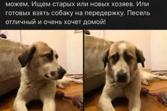 Собака найдена на пр. Космонавтов, СПб, возраст 8-10 мес.