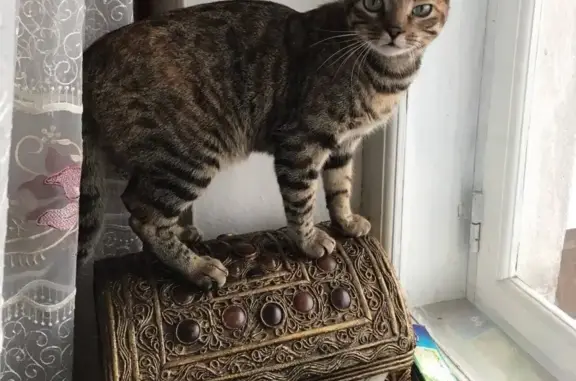 Объявления о пропавших и найденных животных, Брянск, фото: Пропала кошка на Площади Партизан, дом 4.