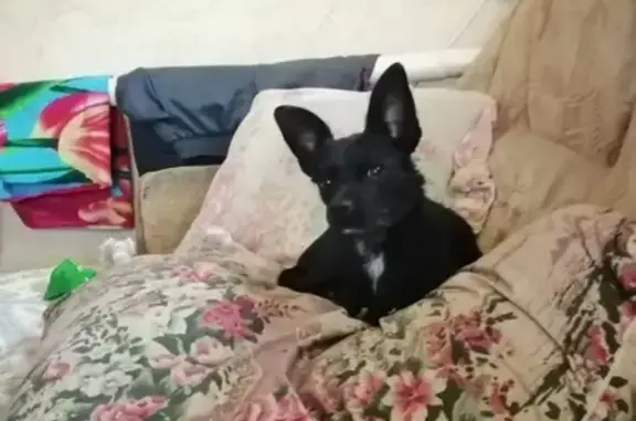 Собаки потеряшки, Нижний Новгород, фото: Потеряшка собака Помесь с породой чихуа-хуа в Нижнем Новгороде