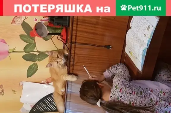 Пропала кошка в деревне Новое Подвязново