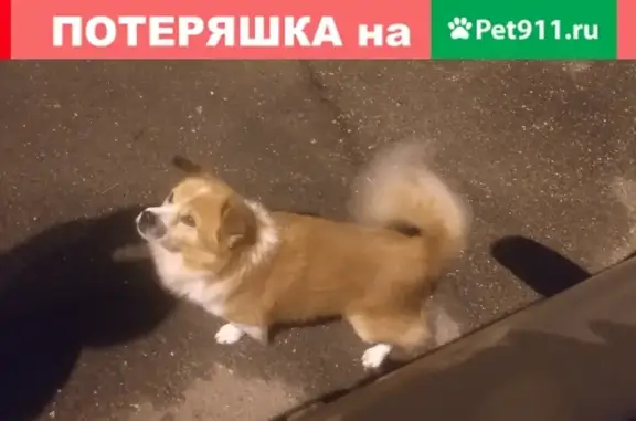 Утеряна собака на Алма-Атинской, Краснодар