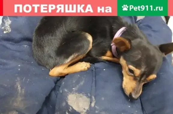 Собака найдена на улице Прогонной в Липецке