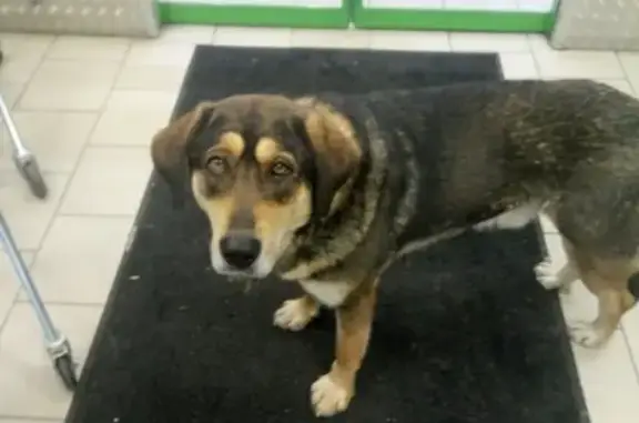 Найдена собака в Любаново, Наро-Фоминский район