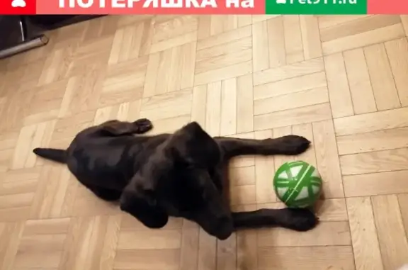 Найден щенок в Василеостровском районе