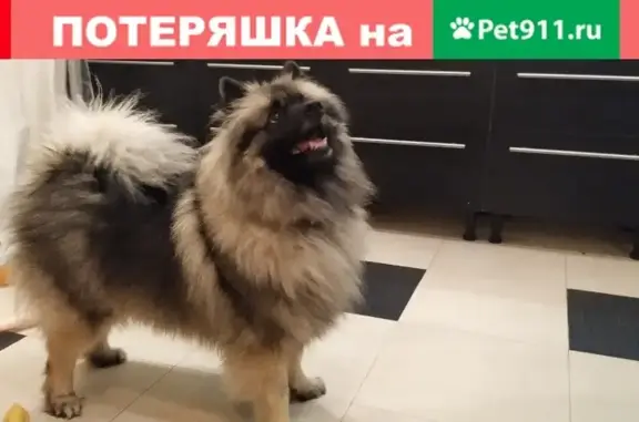 Найдена собака Кеесхонд в Красногорске на ул. Парковой