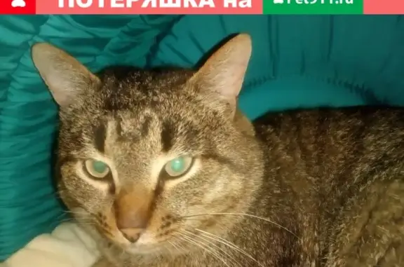 Найден домашний кот в Митькино, ищу хозяина