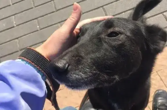 Пропала собака в Переделкино Ближнее, Москва