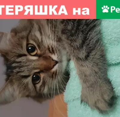 Пропала кошка Нора на ул. Соколовогорская, 19.