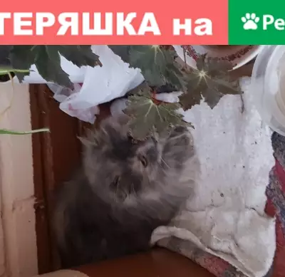 Найдена кошка в Королёве, микрорайон Первомайский