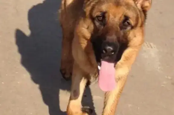 Пропала собака Овчарка в районе Костино, Московская область