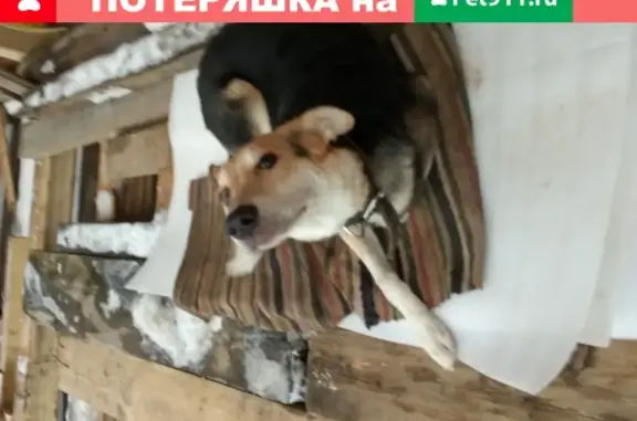 Найдена девочка-собака в Москве