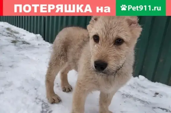 Собака с ошейником найдена в Спасском-Рязанском