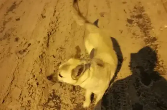 Собака найдена в Индустриальном районе Перми с ошейником