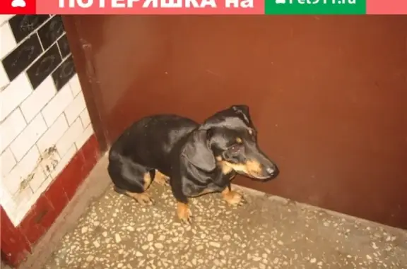 Пропала собака на Булатниковской улице, похожа на таксу, черный с коричневым окрасом.