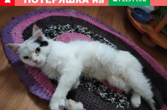 Найдена кошка возрастом около 1 года в Москве