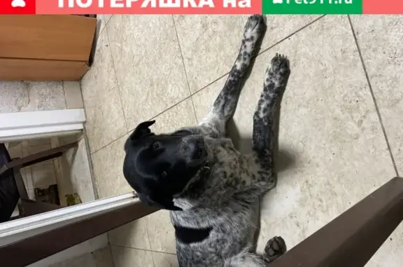Собака Кабель найдена в Краснодаре