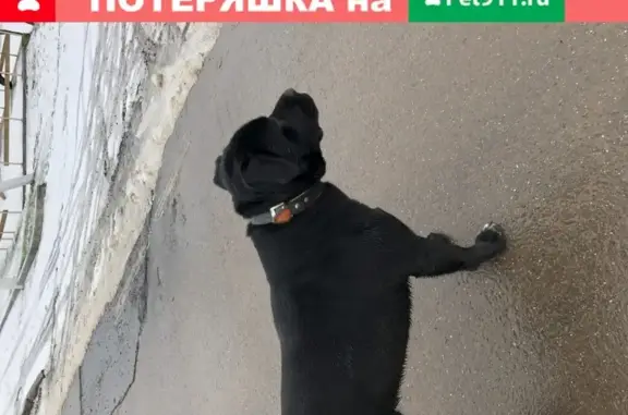 Найдена собака в Зыбино, Москва