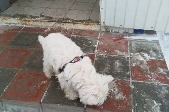 Собака в дорогом ошейнике найдена в Сызрани