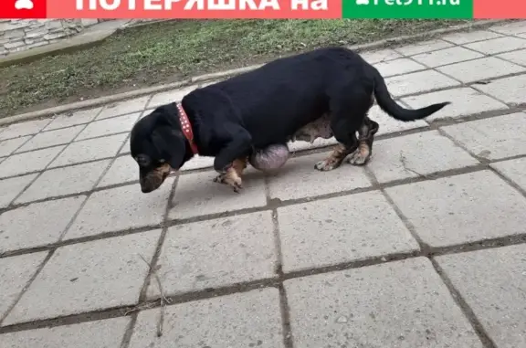 Собака найдена на ул. Сморжевского в Керчи.