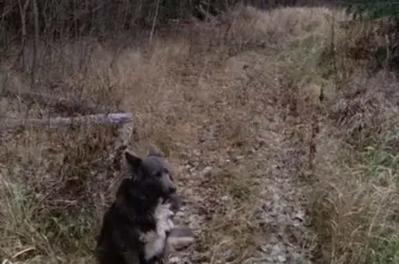 Собаки потеряшки, , фото: Потеряшка собака Дымка в Затесово, Московская обл.