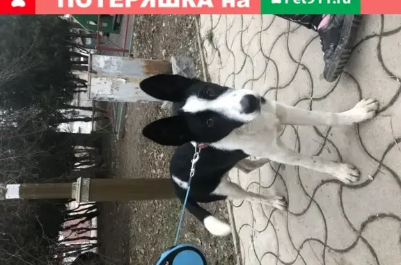 Найдена собака в Евпатории на улице Дёмышева 2