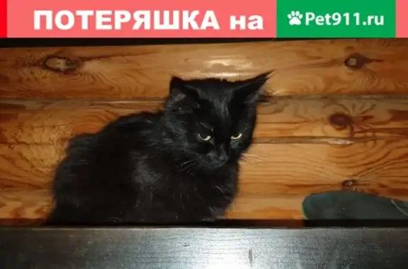 Найдена домашняя черная кошка в Сысерти