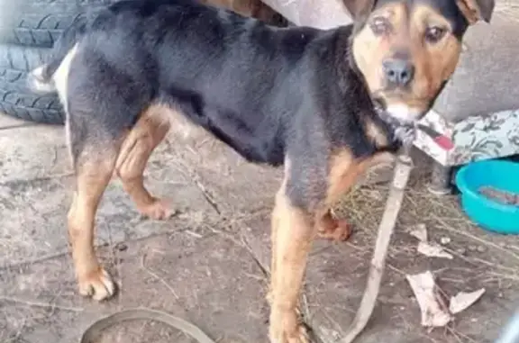 Найдена собака в поселке Шишкин Лес.