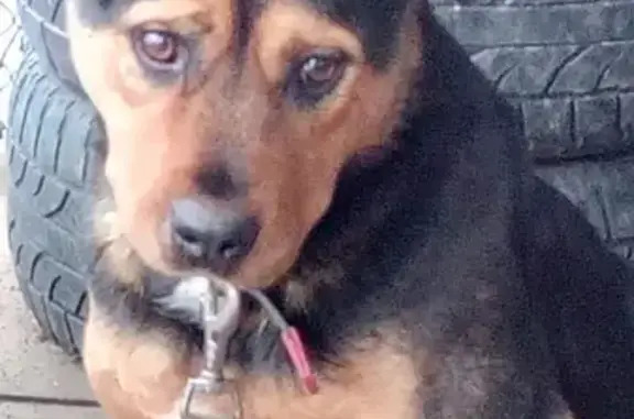 Собака найдена в Шишкин Лес, Москва