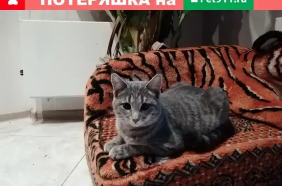 Найден кот с кисточками в Янтарном, Балашиха