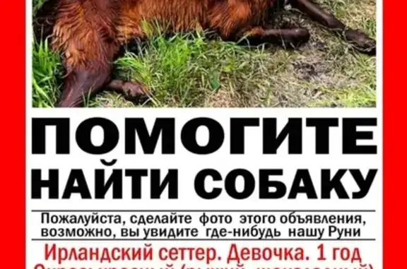 Пропала собака в Дорогомилово, Москва