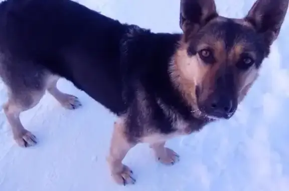 Собака найдена на улице Антона Петрова, Барнаул.