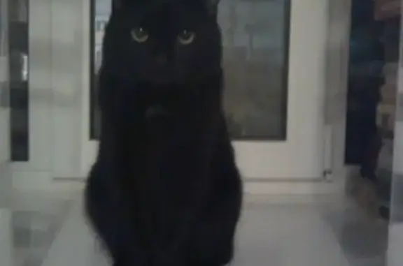 Пропал черный кот Бантик в районе Семеновка, ул. Молодежная.