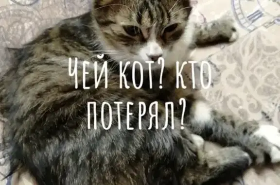 Кошка Усатый кусается на ул. Ефремова, 14 (Москва)