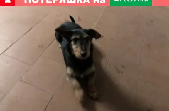 Собака ищет дом в Новозыбкове, Брянская обл.