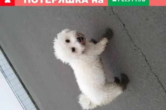 Собака найдена в Ростове-на-Дону (344009)