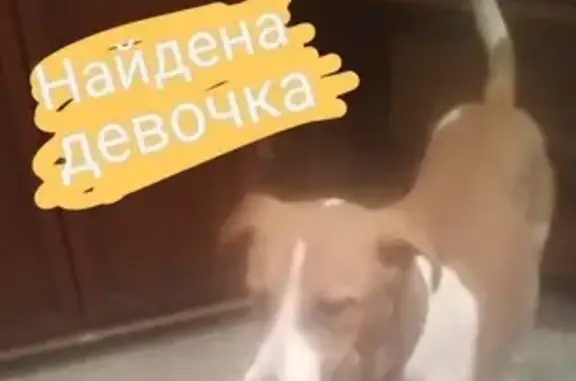 Найдена собака на Московской ул. (Красноярск)