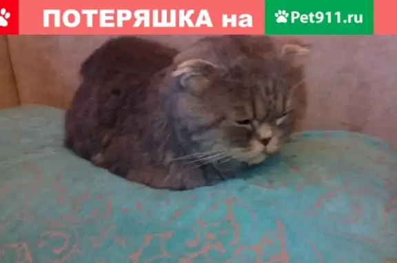 Найден кот в Пензе, ул. Калинина 102А