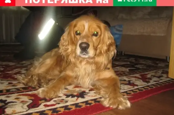 Пропала собака в селе Вад, Нижегородская область