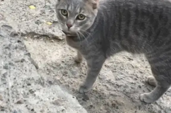 Пропал котик на Коломенской, Казань