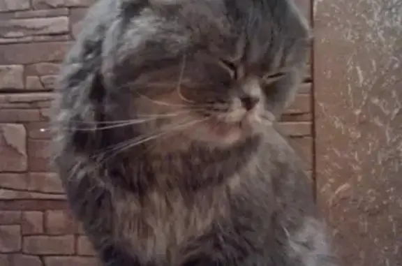 Найден серый кот с полосатым хвостом на ул. Калинина, 102А (Пенза)